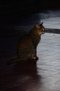 Side view of cat sitting on floor