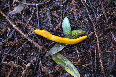 Close-up of fresh green leaf