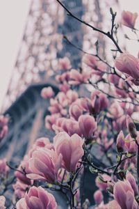 Close-up of pink cherry blossoms in spring