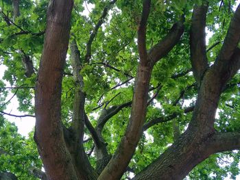 Low angle view of trees in forest