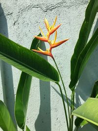 Close-up of lizard on plant