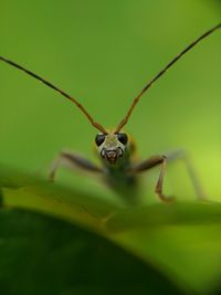 Close-up of spider