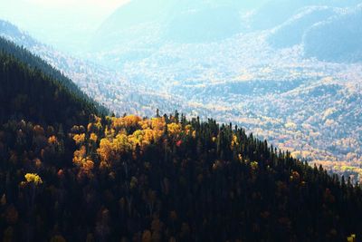 Panoramic view of trees on landscape against sky