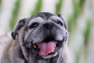 Close-up portrait of a dog