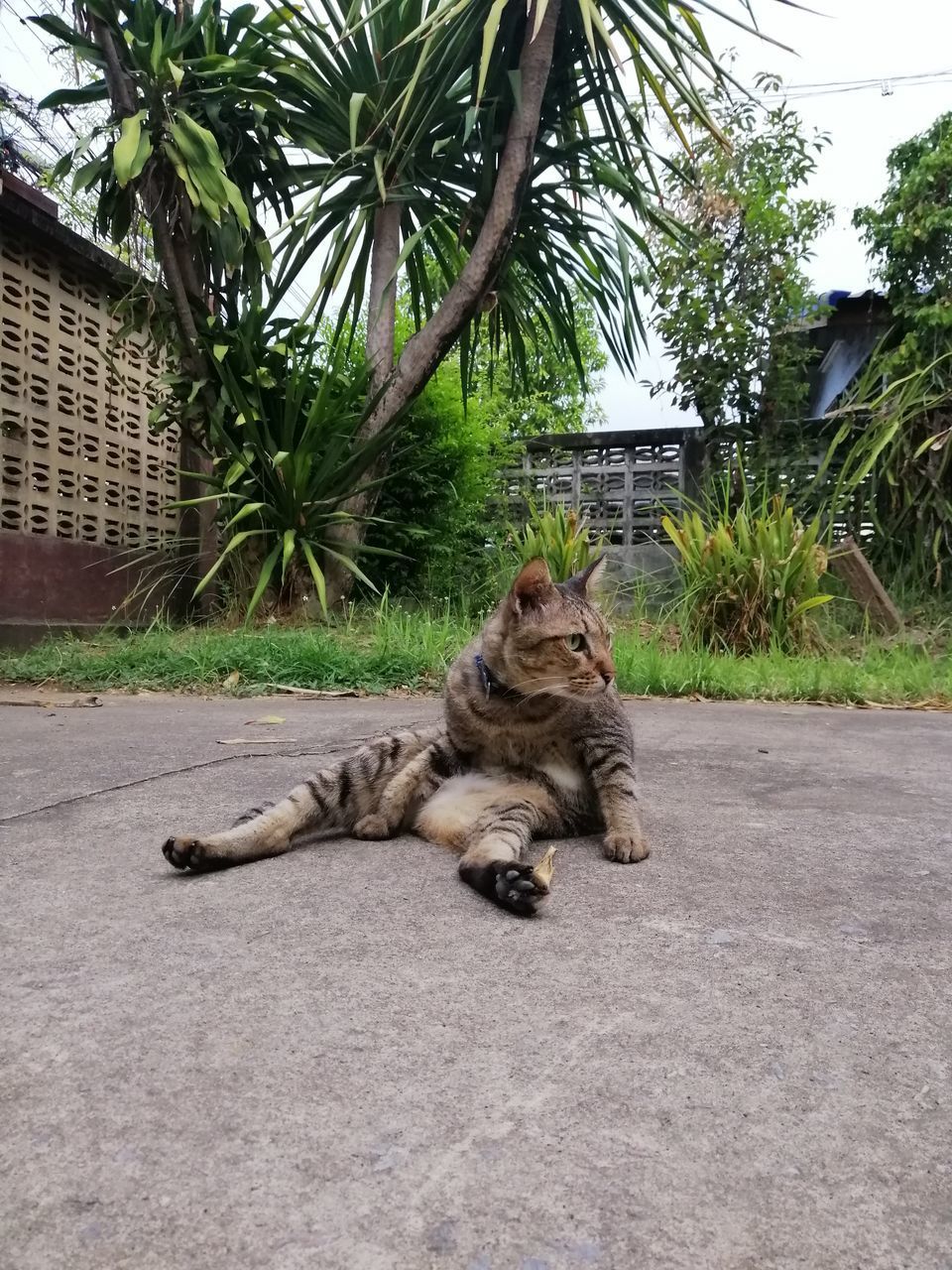 CAT LYING ON THE ROAD IN CITY