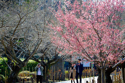 Pink flowers on tree