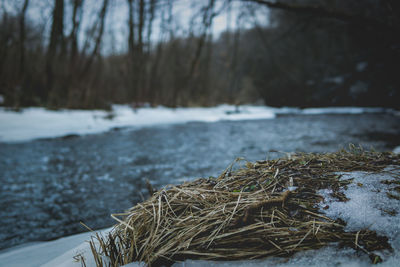 Close-up of bare tree by lake during winter