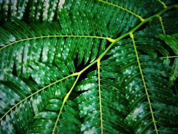 Full frame shot of green plant