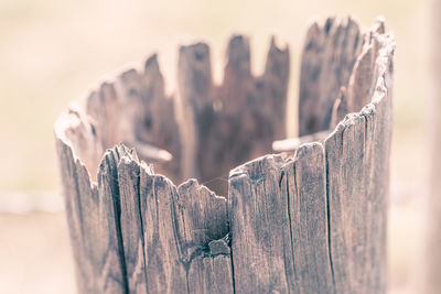 Close-up of wooden posts on tree stump
