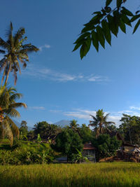 Scenic view of palm trees and plants against sky