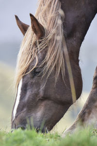 Close-up of horse grazing on field