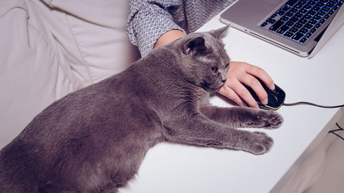 High angle view of cat lying by person using laptop at home