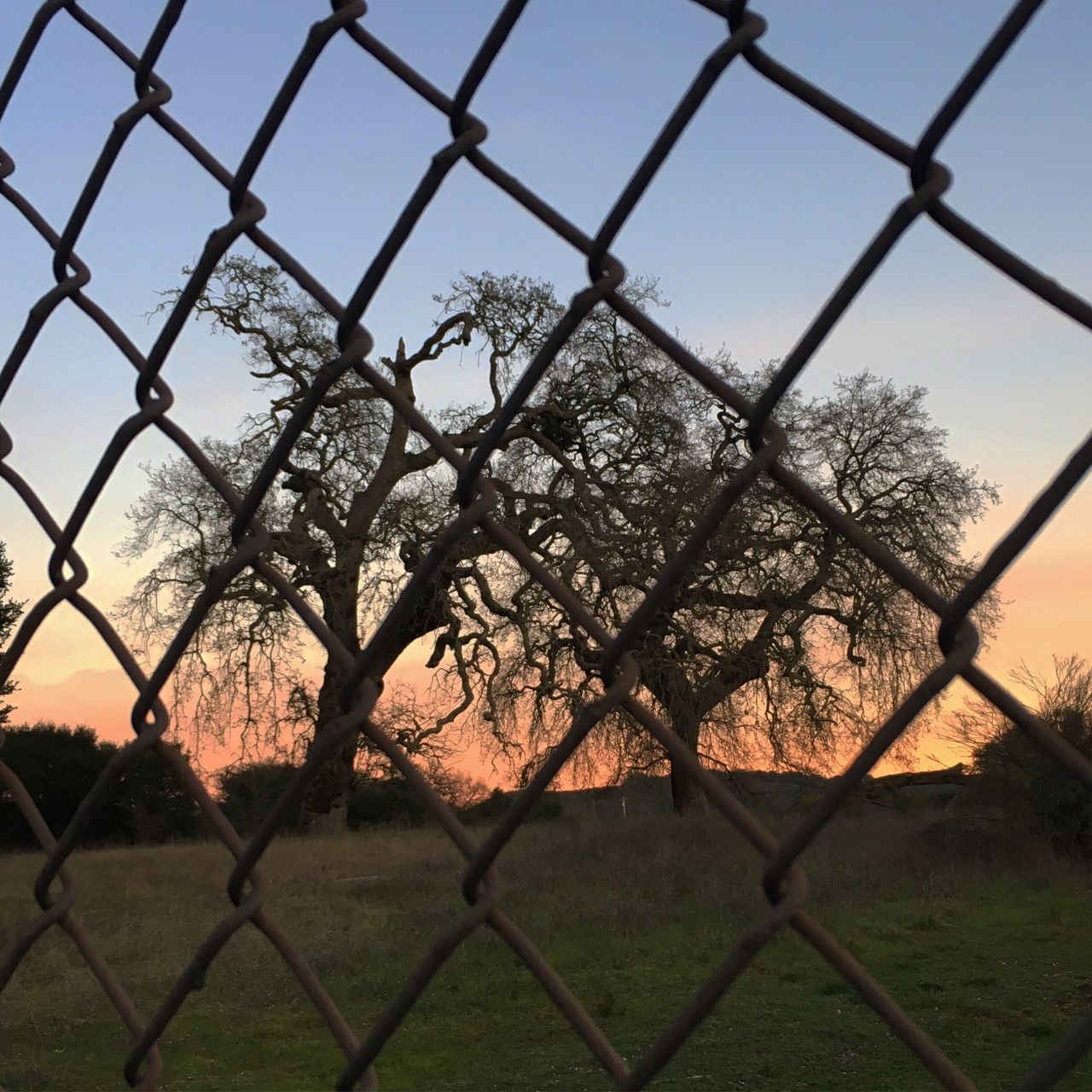 fence, chainlink fence, safety, protection, metal, security, sky, no people, pattern, day, outdoors, boundary, sunset, grass, close-up, nature