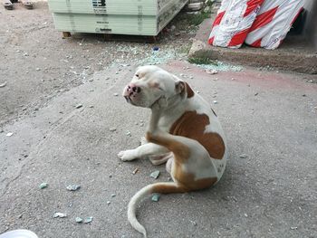 High angle view of dog sitting on footpath