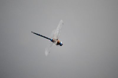 Low angle view of airplane flying against clear sky