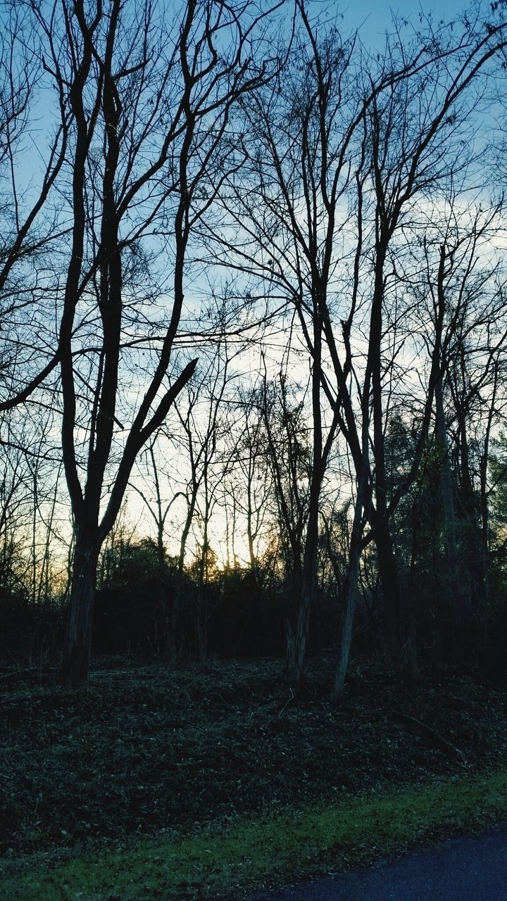 tree, bare tree, tranquility, tranquil scene, landscape, field, scenics, branch, grass, nature, beauty in nature, sky, sunset, growth, silhouette, tree trunk, sunlight, non-urban scene, clear sky, no people