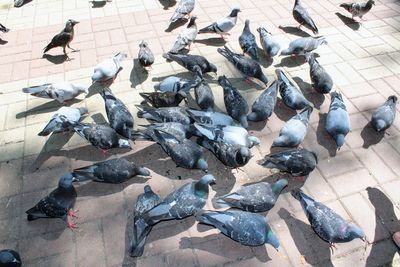 High angle view of pigeons on street