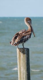 Bird perching on wooden post