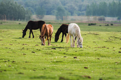 Horses grazing in a field