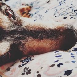 Close-up of dog sleeping on bed