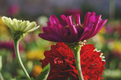 Close-up of red flowering plant