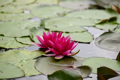 Close-up of lotus water lily in pond