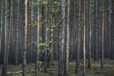 Pine trees in forest