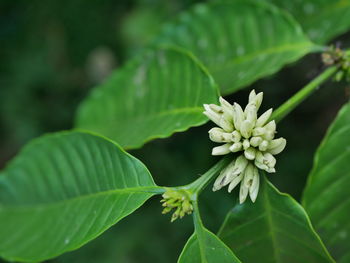 Close-up of flowering plant leaves