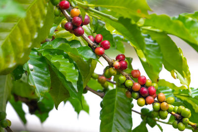 Close-up of berries growing on tree