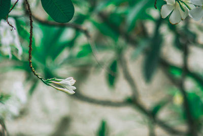 Close-up of white flowers against blurred background