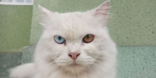 Close-up portrait of white cat