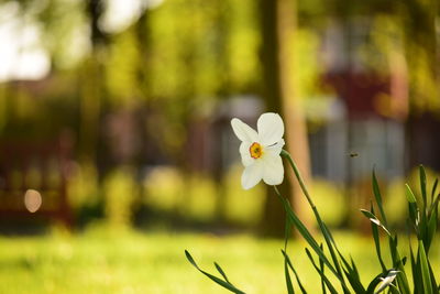 Close-up of white flowering plant on field