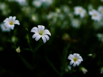 Close-up of white flowers blooming outdoors