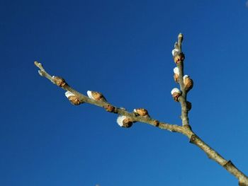 Low angle view of clear blue sky