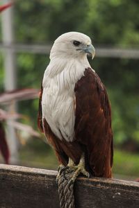 Close-up of bird perching on wooden post