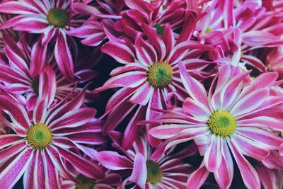Close-up of pink flowering plants