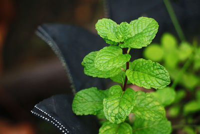 Close-up of small plant growing outdoors