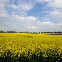 Scenic view of oilseed rape field against sky