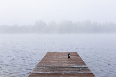 Black cat walks along a wooden pier in the fog by the lake in autumn