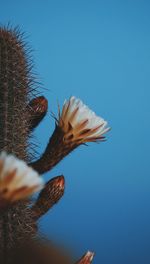 Close-up of flowers growing on cactus against blue sky
