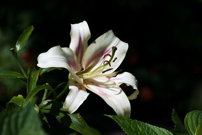 Close-up of flower blooming outdoors