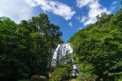 Low angle view of waterfall amidst trees in forest against sky