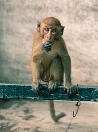 Portrait of monkey sitting on wood