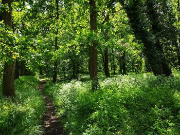 Trees growing in forest