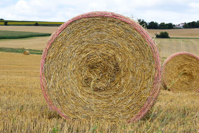 Hay bales in wheat field