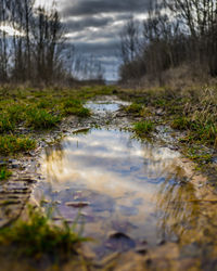 Reflection of trees in water