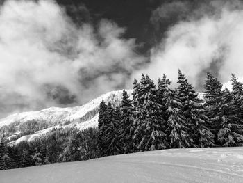 Pine trees on snow covered land against sky