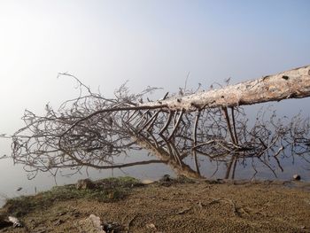 Bare tree against clear sky