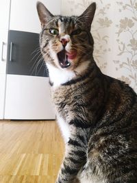 Portrait of cat sitting on floor at home