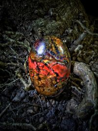 High angle view of shell on rock